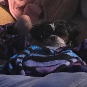 Meet your Posher, Michele